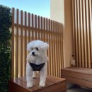 청해당구장 | 홍천 애견동반호텔 [소노펫 클럽 앤리조트 비발디파크] 후기