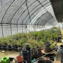 양준농장 이미지