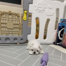 멍군PC | 천안강아지교배후기 아산강아지교배안내 당진 서산 도 가능해요:)