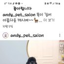 앤디펫살롱 - 의정부시 승지로 27 | 앤디펫살롱