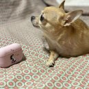 김천연합동물병원 이미지