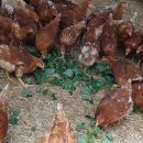 자연같이 팜 이미지