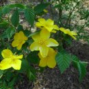 엄광산임도 이미지