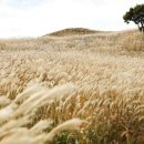 황매산국민여가캠핑장 이미지