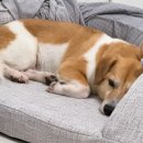 여울동물병원 | [D+12] 여울이 첫 병원(강아지 신종인플루엔자 접종, 심장사상충약 넥스가드 처방, 강아지 피부 염증...