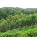 부곡온천부동산중개 이미지