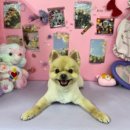 펫츠월드 이미지