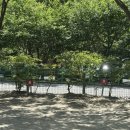 솔밭캠프 | [괴산] 쌍곡계곡 ‘솔밭캠프’ 평상 대여 후기 ⛱️