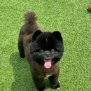 놀러오개 애견유치원 애견호텔 분당직영점 이미지