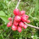 동부꽃농원 이미지