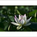 송해면-1 이미지