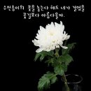 순직 채상병 분향소 조문 일반인도 가능합니다 이미지