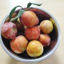 성진농장 이미지