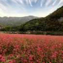 2026년 10월 3일 (토) 영월 가을 풍경 &amp; 붉은메밀꽃 축제 즐기기 🚂🍁​​🌸 / 대기없이 최종마감합니다. 이미지