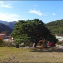 서창 소나무 이미지