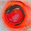 오투펜션 | 갯벌체험과 낚시를 할 수 있는 태안낚시펜션 태안 오투오션펜션 이용 후기