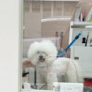 곱디곱개 이미지