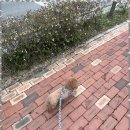 명지애견 이미지