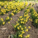 바위섬소도 이미지