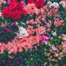 The Mellow(더 멜로우)