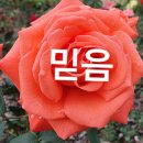 원주장미축제 이미지