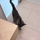 낭만고양이병원 이미지