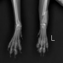 그랜드24시동물병원 이미지