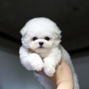 A. DOG(어독) 이미지