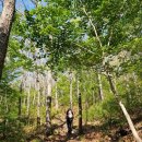 제암산 곰재화장실 | 보성 제암산 등산코스, 멋진 정상 경관과 철쭉평원, 자연휴양림 최단코스 및 곰재봉 사자산 연계 산행