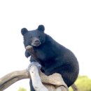 북청사자놀음 이미지