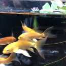 비제이팜 이미지