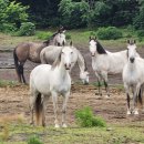 하우스 아움 이미지