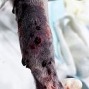 Groomer Ameri 이미지