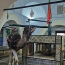 낙타 | Kairouan) 튀니지 캐루안/카이로완 바루타 우물 'Bir Barrouta' 낙타 &amp; 카페 후기