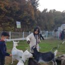 도담목장 이미지