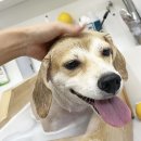 몽끄베르 이미지