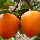 금빛농원 이미지