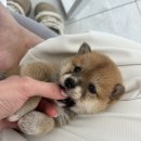 개린이세상 | 💚 김제강아지무료분양 후기 | 마당 있는 우리 집에 찾아온 대형견, 개린이집에서의 특별한 인연 💚