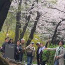 4월 11일 목요답사 후기 - 남산은 지금 바야흐로 꽃대궐 이미지