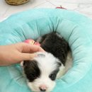 내품안의반려견 은평점 이미지