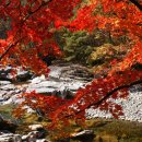 꿈꾸는유배지늡다리 이미지