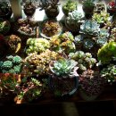 다육세상 이미지