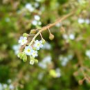 작은꽃지천 이미지