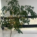 새봄 | 서울 용산 왁싱 ㅣ왁싱 잘하는 뷰티샵 '용산새봄'솔직후기