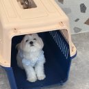 갈매독 애견유치원 이미지