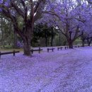 프린시스 이미지