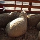 광암목장 이미지