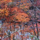 피아골단풍민박 이미지