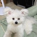 행복하개 애견샵 이미지