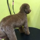 퍼피몽몽 이미지